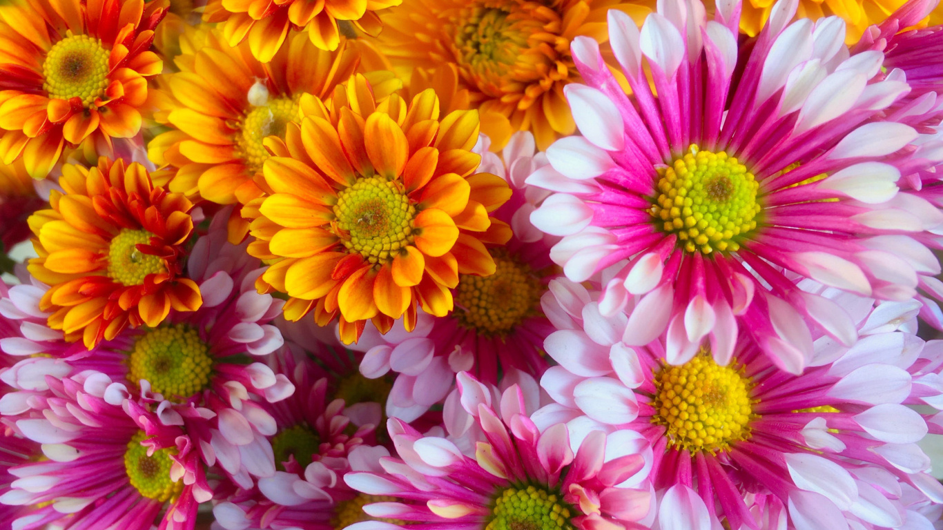 Chrysanthemum bouquet wallpaper 1366x768