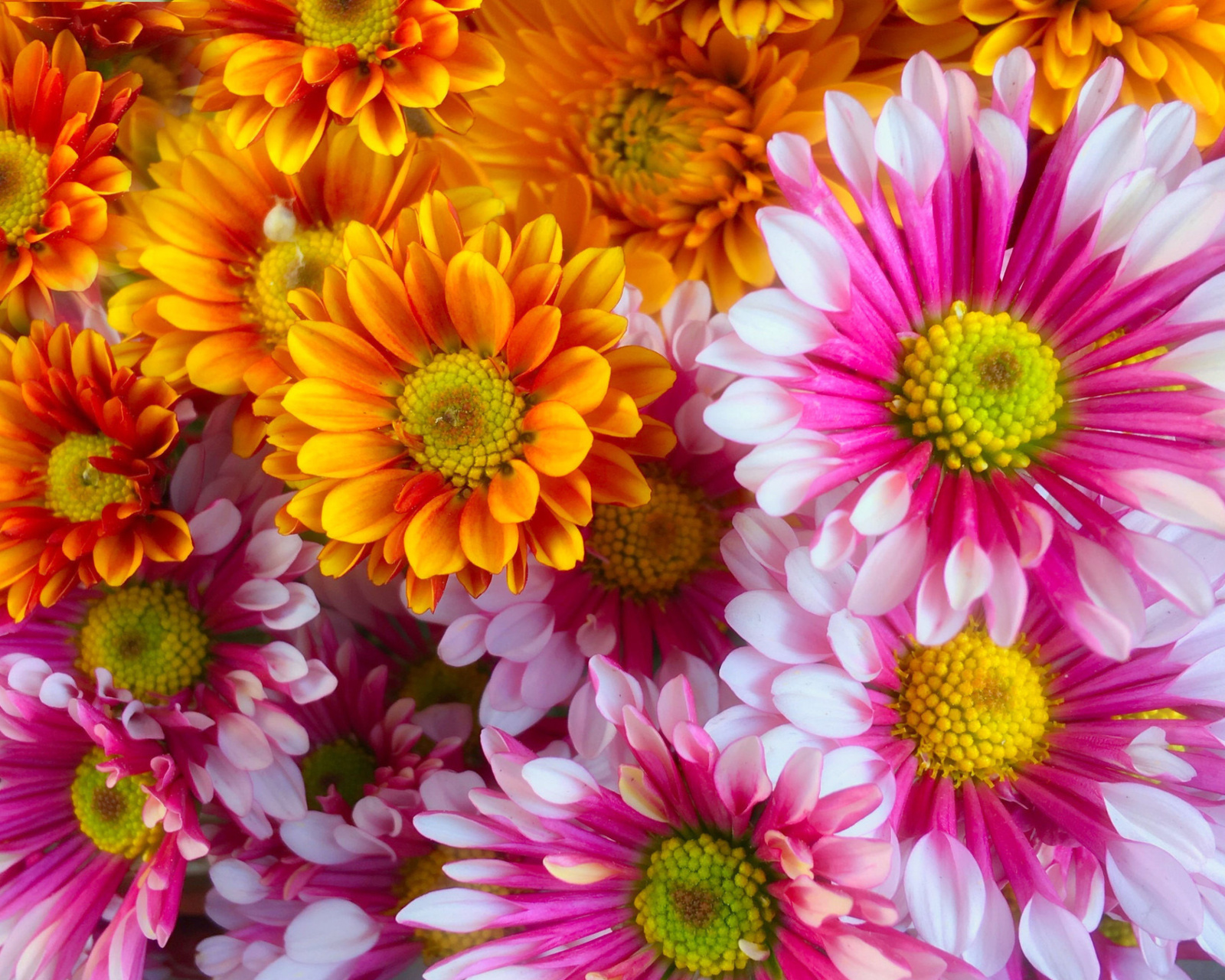 Fondo de pantalla Chrysanthemum bouquet 1600x1280