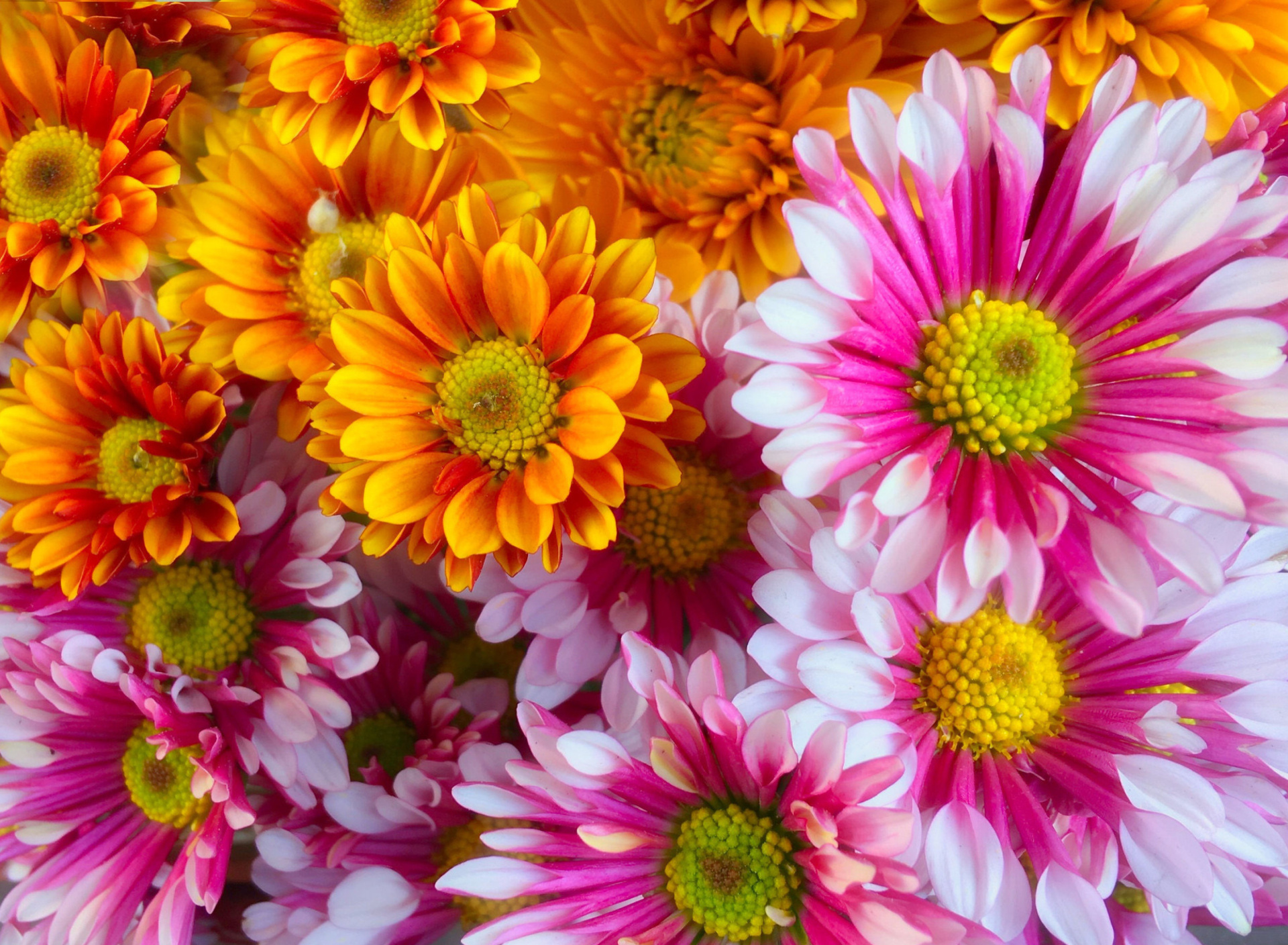 Fondo de pantalla Chrysanthemum bouquet 1920x1408