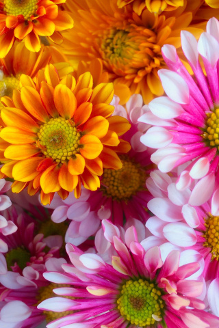 Fondo de pantalla Chrysanthemum bouquet 320x480