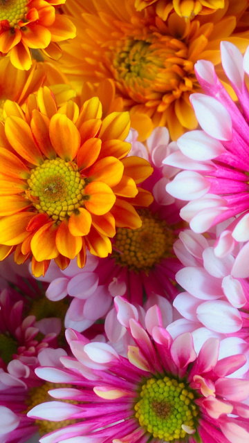 Fondo de pantalla Chrysanthemum bouquet 360x640