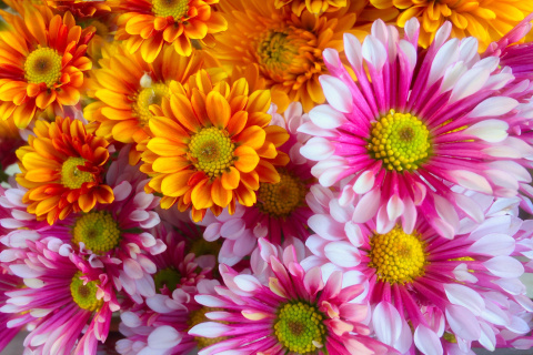 Screenshot №1 pro téma Chrysanthemum bouquet 480x320