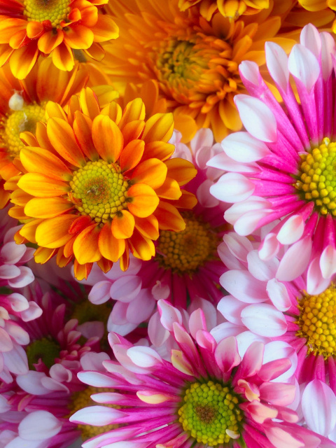Fondo de pantalla Chrysanthemum bouquet 480x640