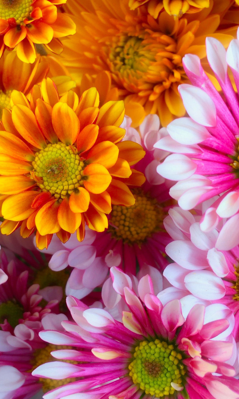 Chrysanthemum bouquet wallpaper 768x1280