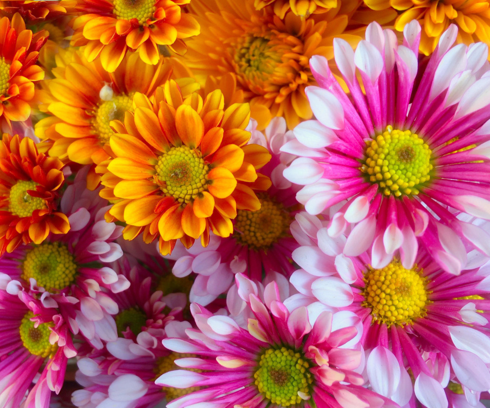 Fondo de pantalla Chrysanthemum bouquet 960x800