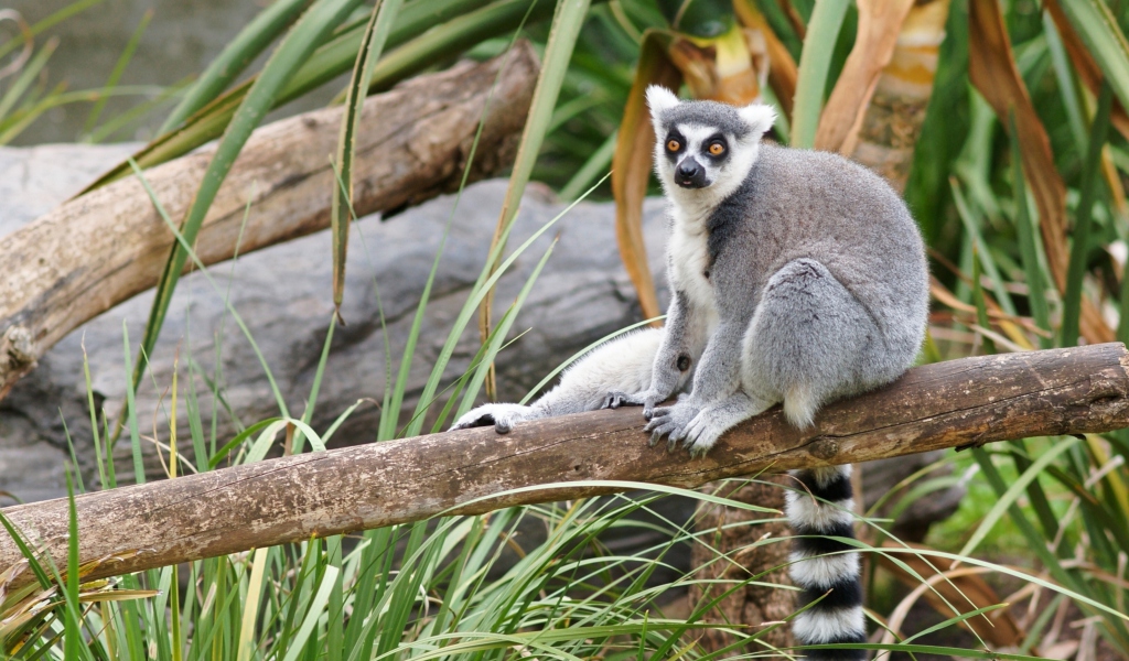 Fondo de pantalla Funny Lemur 1024x600