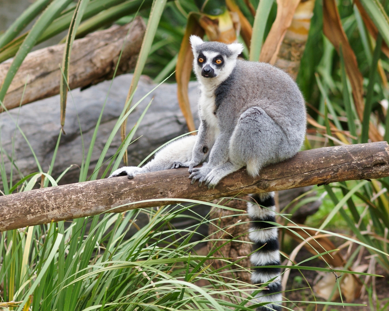 Обои Funny Lemur 1280x1024