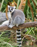 Sfondi Funny Lemur 128x160