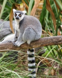 Funny Lemur wallpaper 128x160