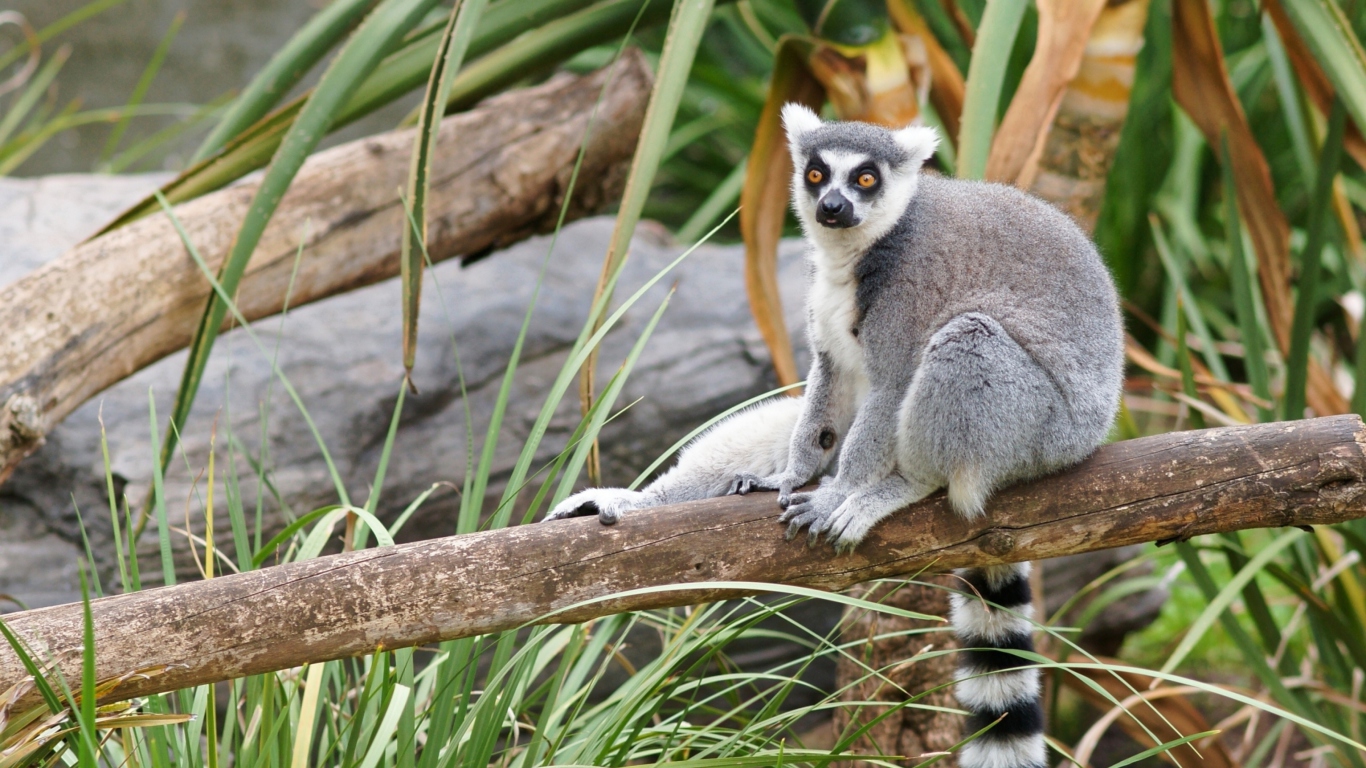 Funny Lemur screenshot #1 1366x768