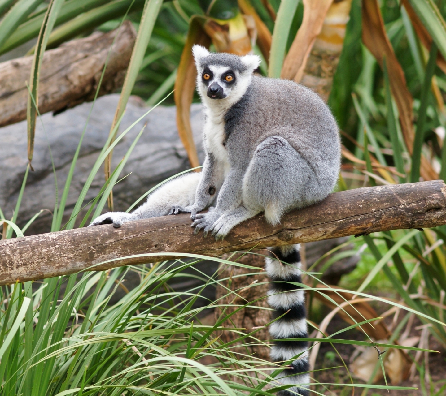 Обои Funny Lemur 1440x1280