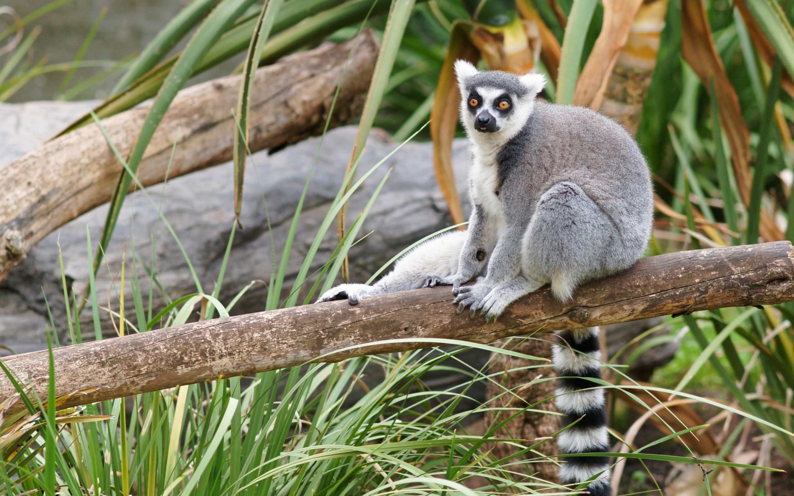 Обои Funny Lemur 2560x1600
