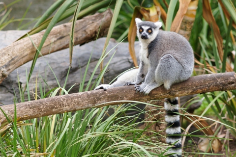 Fondo de pantalla Funny Lemur 480x320