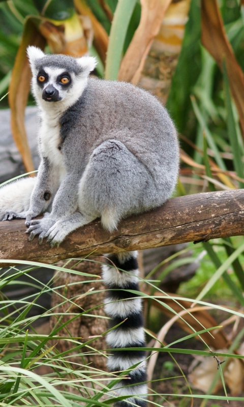 Обои Funny Lemur 480x800