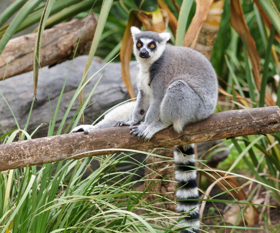 Sfondi Funny Lemur 960x800