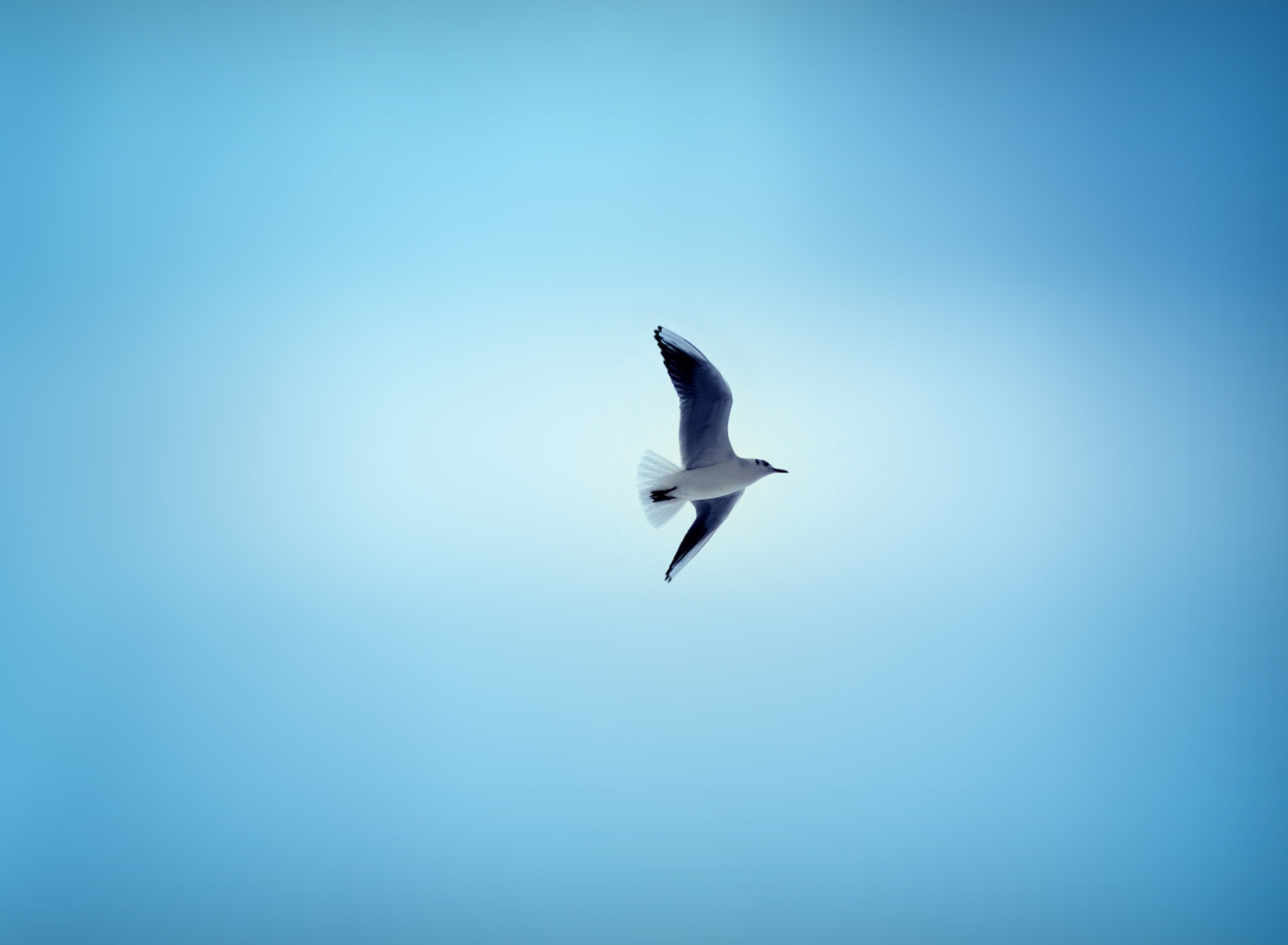Screenshot №1 pro téma Bird In Blue Sky 1920x1408
