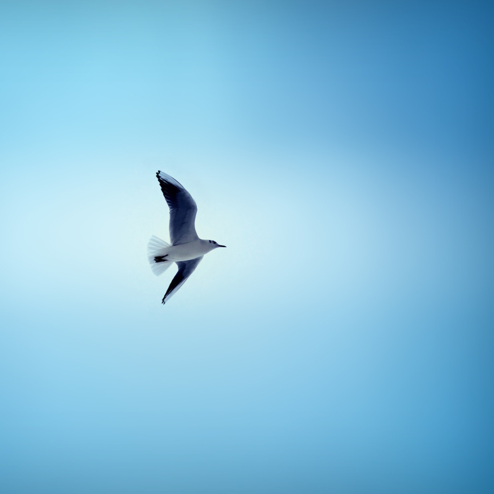 Bird In Blue Sky wallpaper 2048x2048
