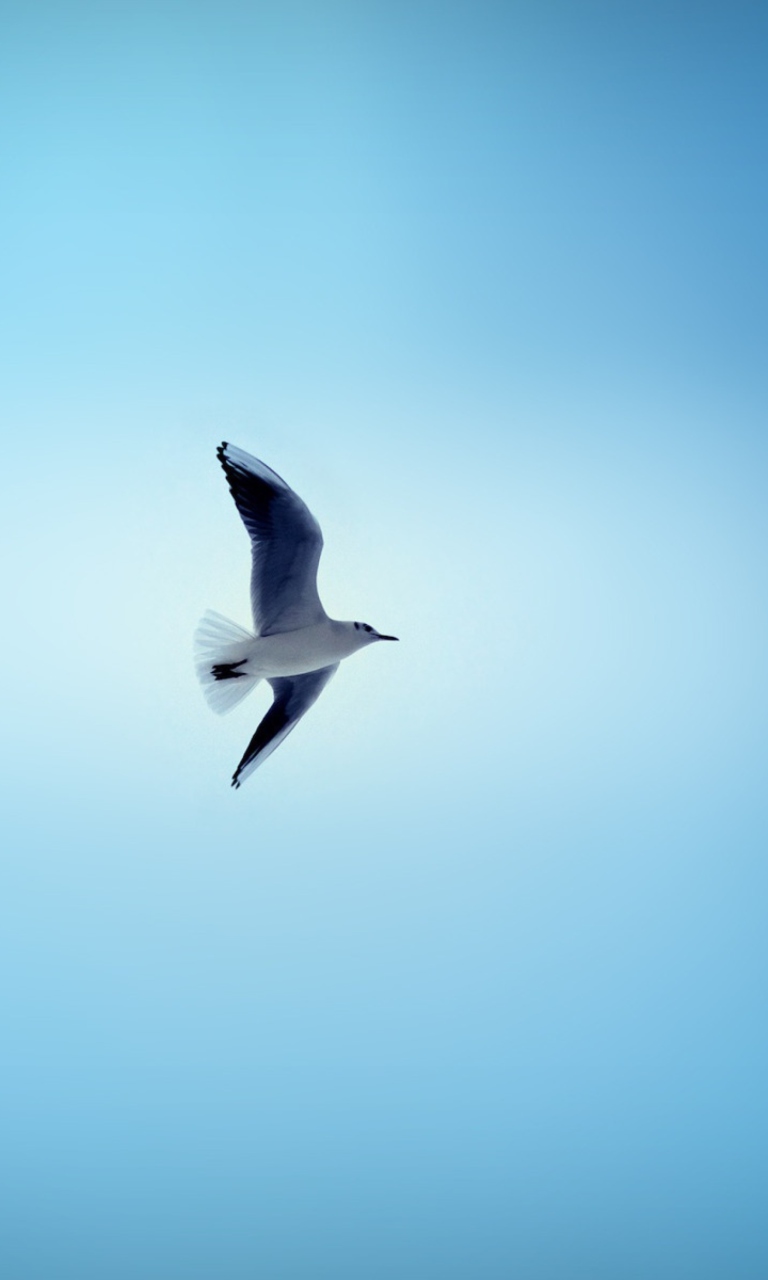 Обои Bird In Blue Sky 768x1280