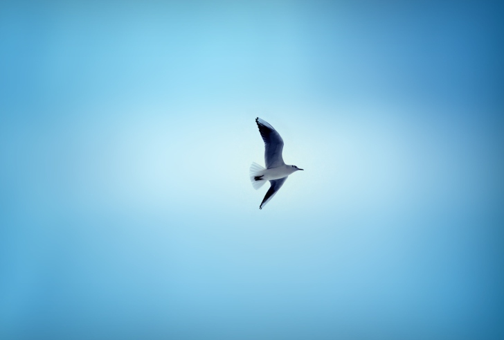 Bird In Blue Sky wallpaper