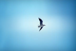 Bird In Blue Sky - Obrázkek zdarma 