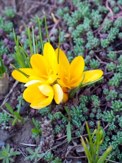 Yellow Flower wallpaper 240x320