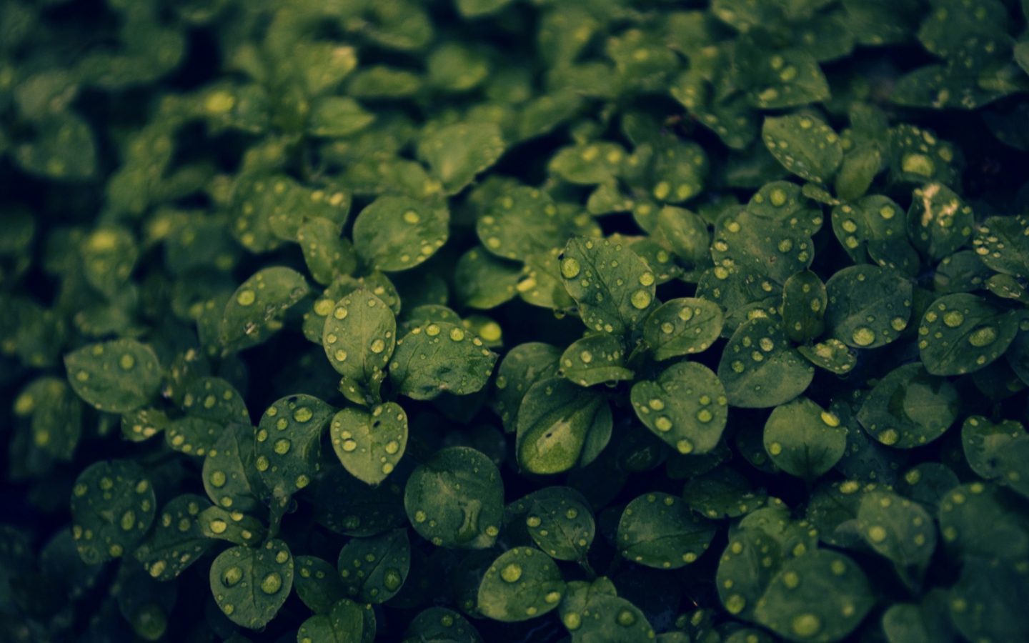 Green Leaves wallpaper 1440x900