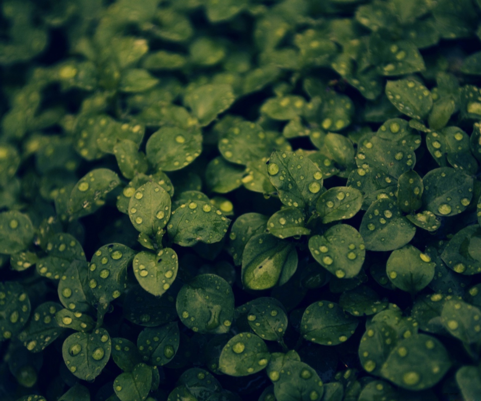 Green Leaves wallpaper 960x800