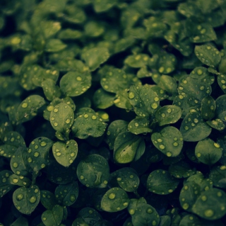 Green Leaves - Obrázkek zdarma pro iPad 3