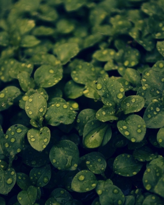 Green Leaves - Obrázkek zdarma pro Nokia Asha 300