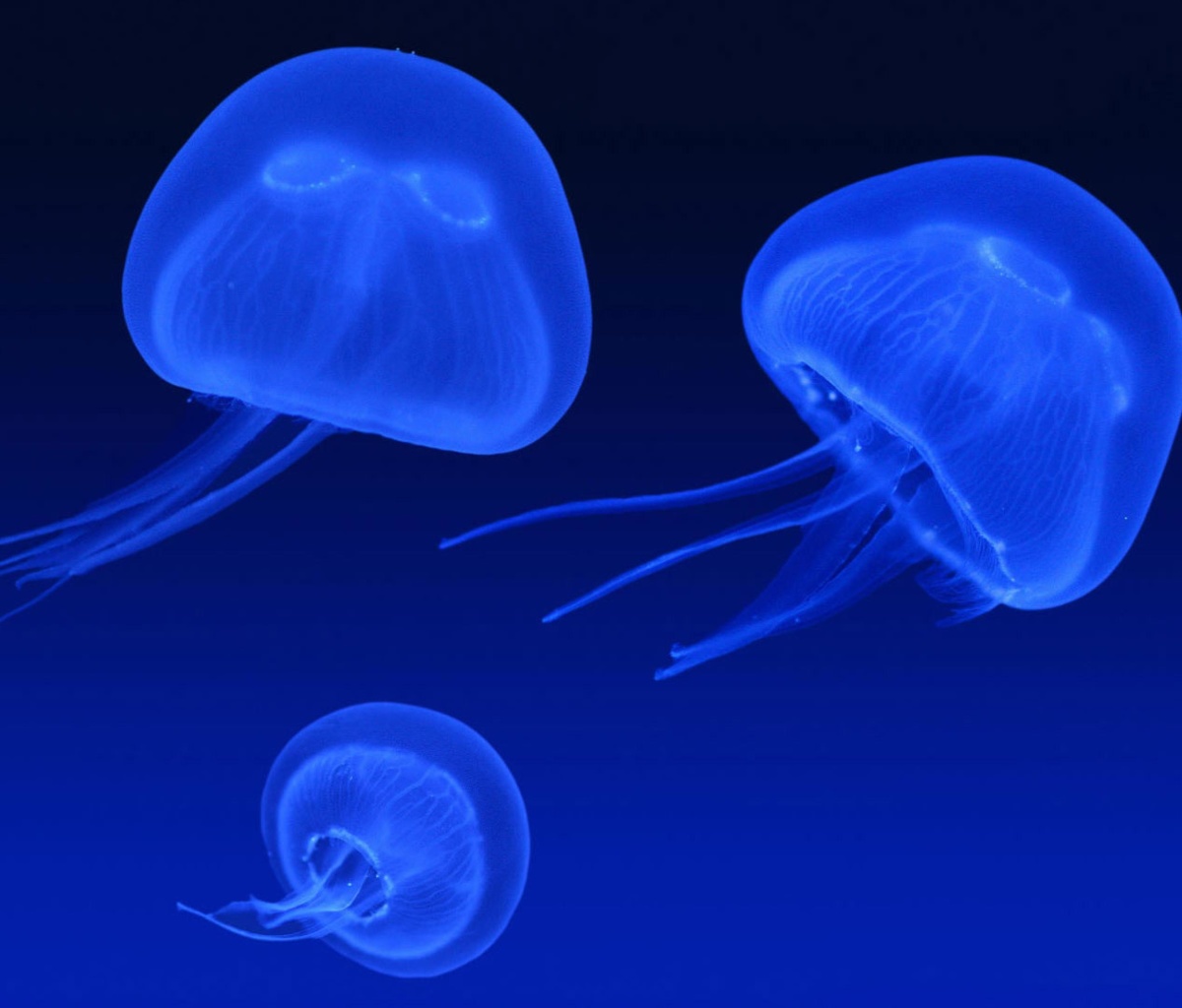 Neon box jellyfish wallpaper 1200x1024