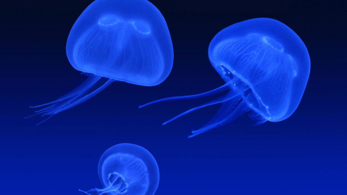 Fondo de pantalla Neon box jellyfish 1366x768