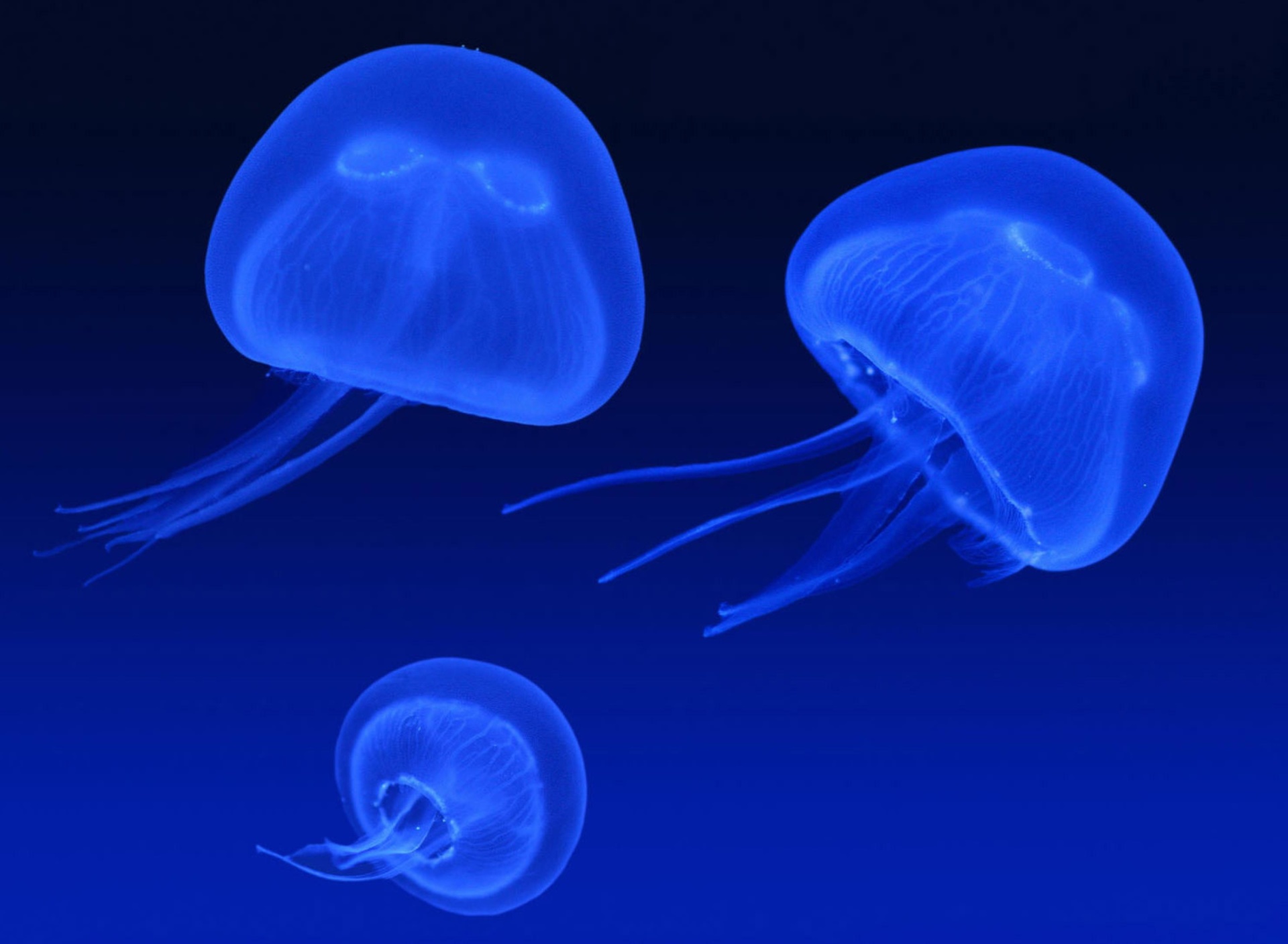 Fondo de pantalla Neon box jellyfish 1920x1408