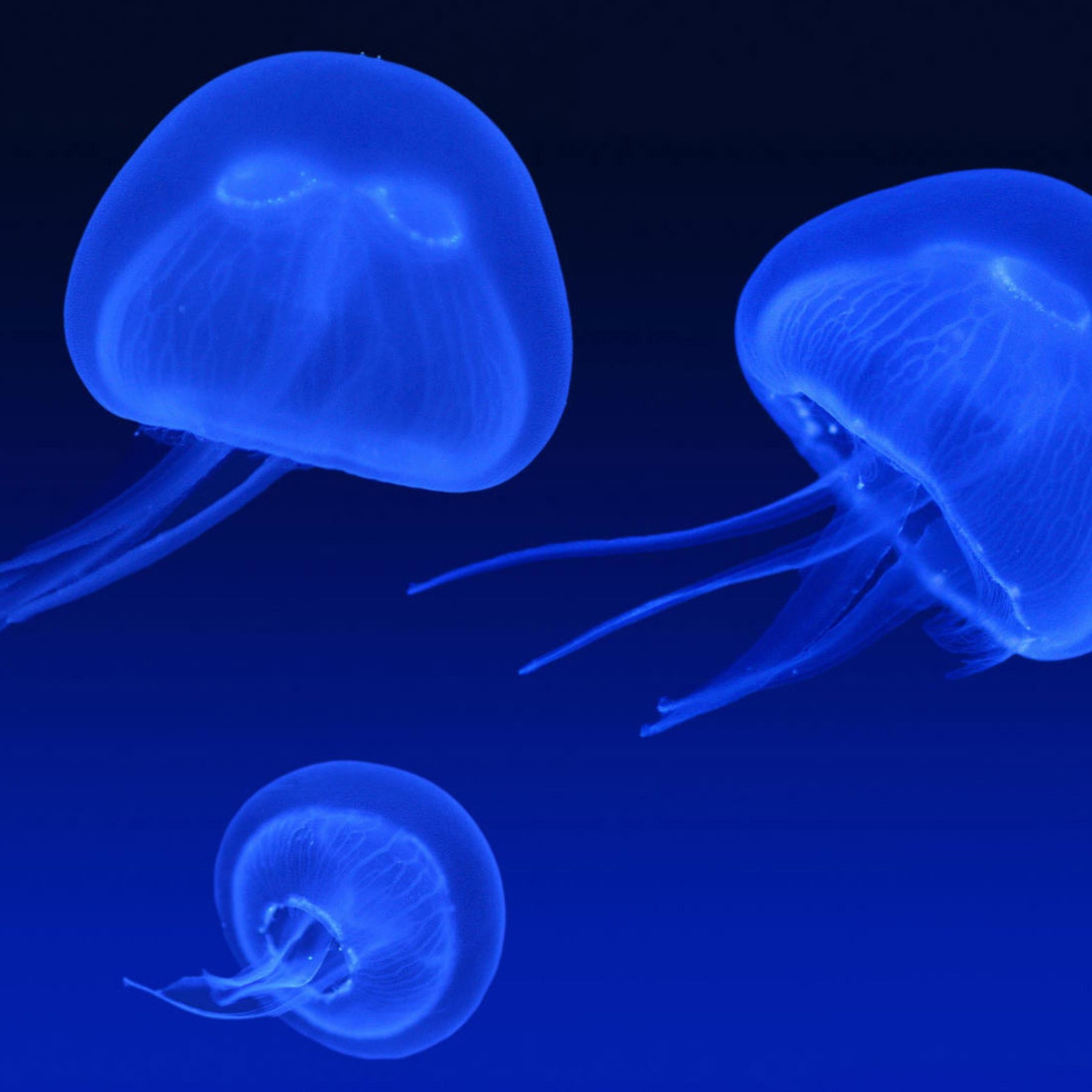 Fondo de pantalla Neon box jellyfish 2048x2048