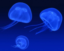Fondo de pantalla Neon box jellyfish 220x176