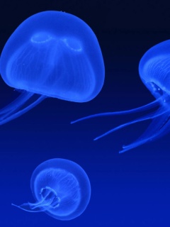 Fondo de pantalla Neon box jellyfish 240x320