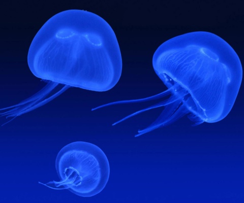 Обои Neon box jellyfish 480x400
