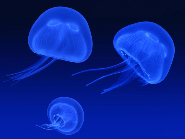 Обои Neon box jellyfish 640x480