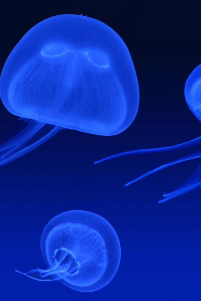 Fondo de pantalla Neon box jellyfish 640x960