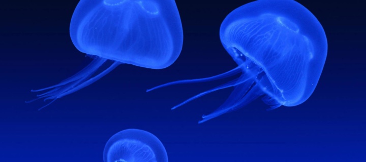 Neon box jellyfish screenshot #1 720x320