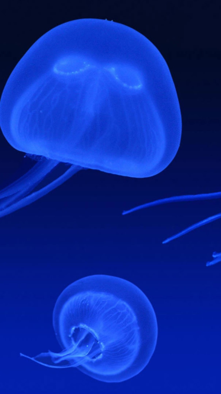 Fondo de pantalla Neon box jellyfish 750x1334