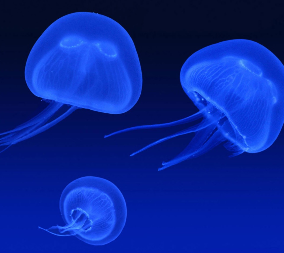 Fondo de pantalla Neon box jellyfish 960x854