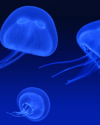 Картинка Neon box jellyfish на 768x1280