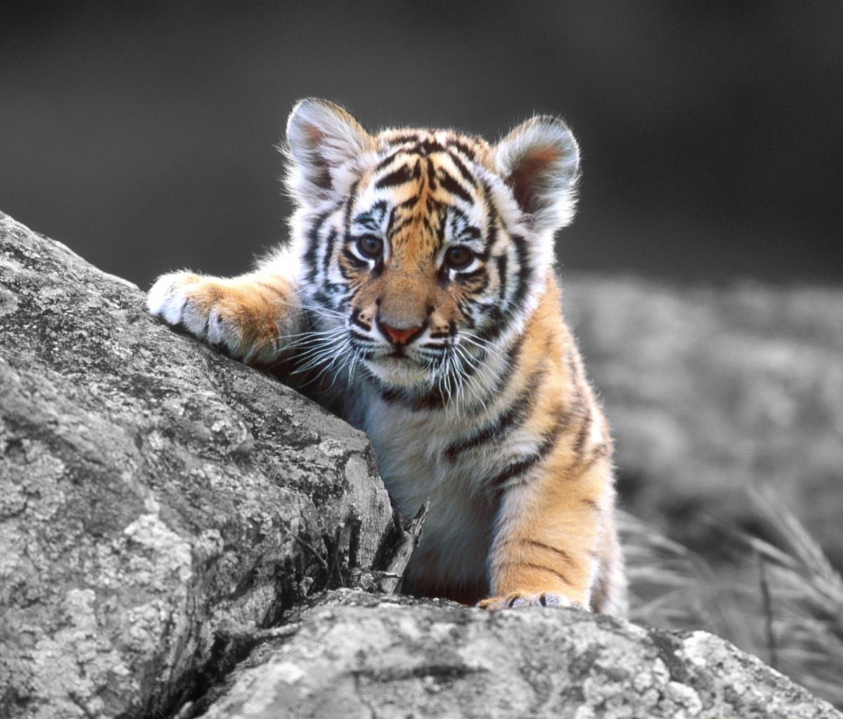 Das Tigers Cub Wallpaper 1200x1024