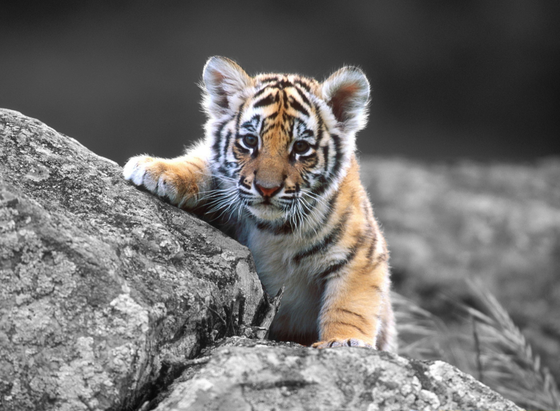 Fondo de pantalla Tigers Cub 1920x1408