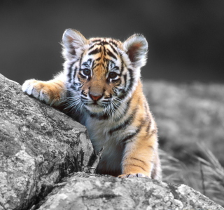 Tigers Cub - Obrázkek zdarma pro 1024x1024