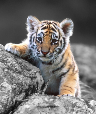 Tigers Cub - Obrázkek zdarma pro 480x800