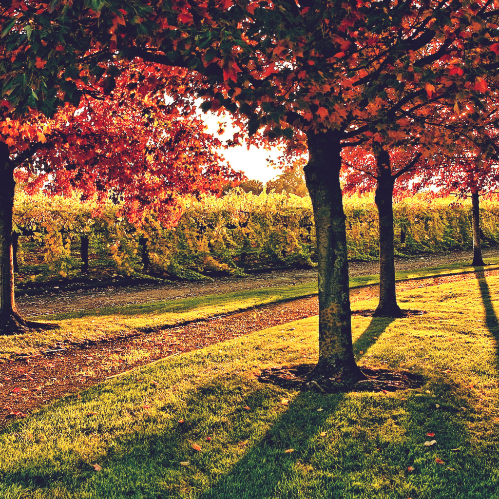 Screenshot №1 pro téma Vineyard In Autumn 1024x1024