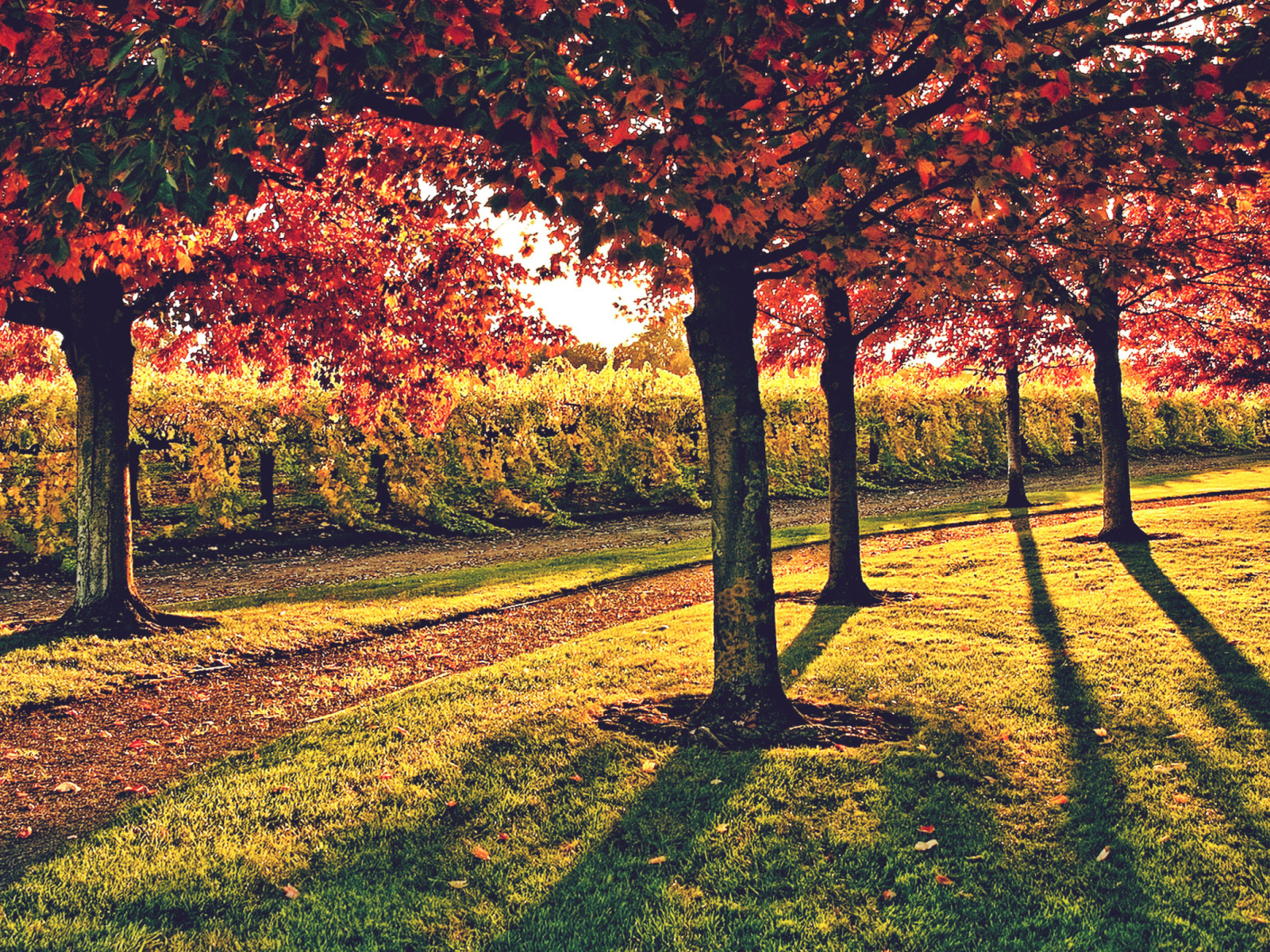 Обои Vineyard In Autumn 1600x1200