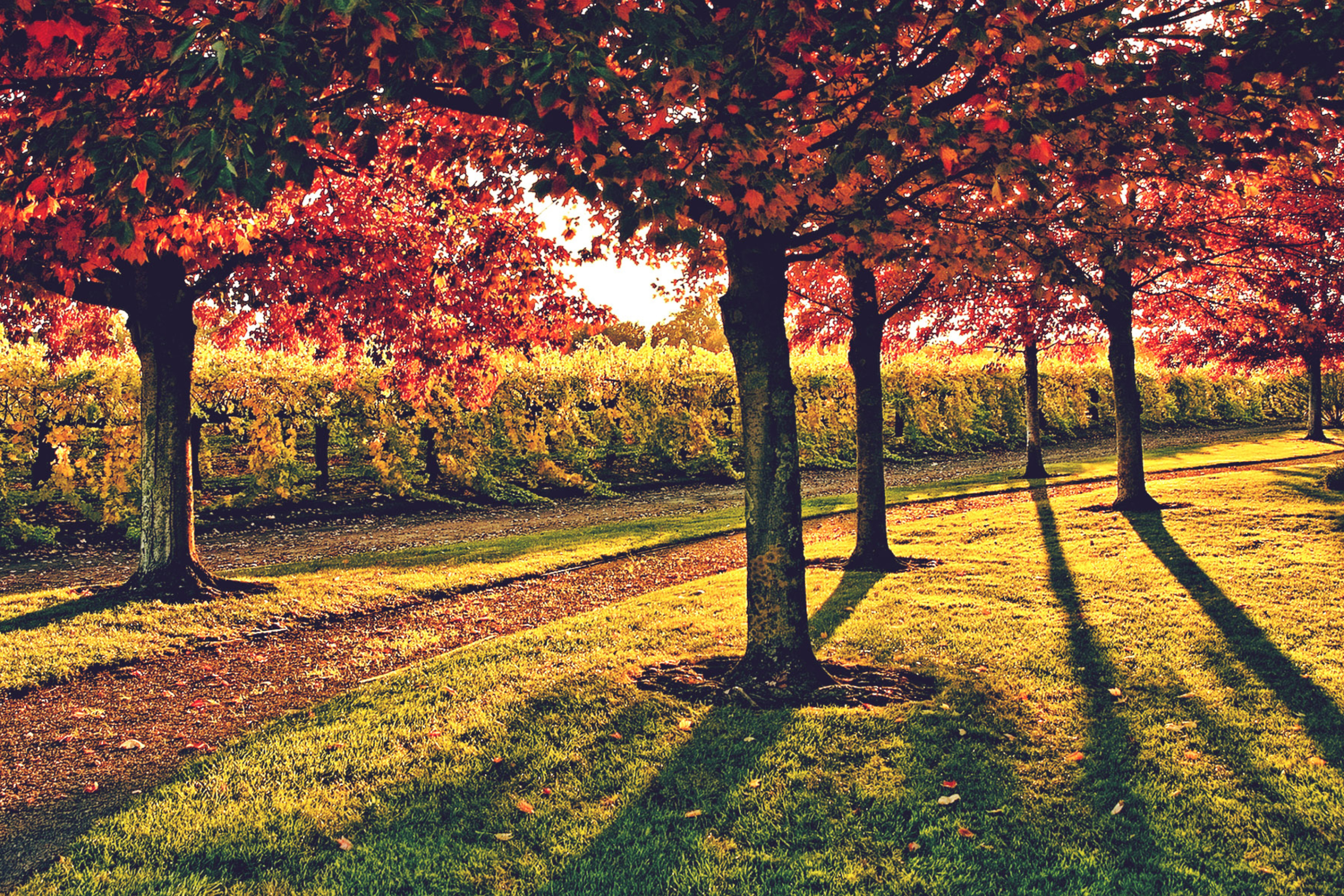 Vineyard In Autumn screenshot #1 2880x1920