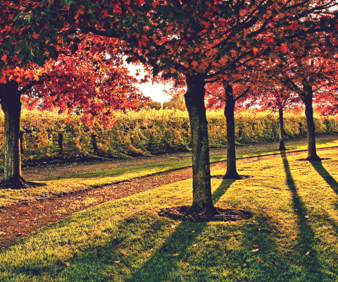 Fondo de pantalla Vineyard In Autumn 480x400